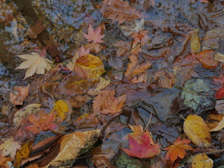 autumn leaves background