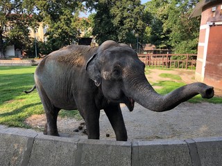 Serbia Słoń © Joanna