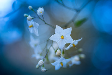 White Blossom
