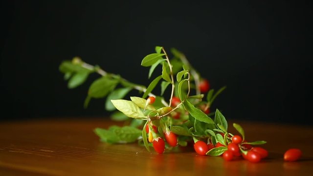 red ripe goji berry on a branch isolated on a black
