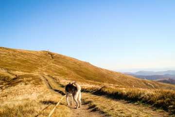 Naklejka premium The Siberian Husky travels to the Ukrainian Carpathians. Mountain Range. Black and white dog Cute Husky
