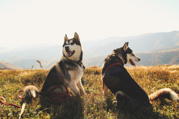 Two Siberian Husky travels the Ukrainian Carpathians. Mountain Range. Black and white dog Cute Husky. Game of two dogs