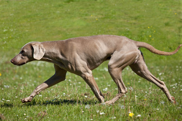 Side view of Weimaraner running across a field