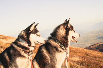 Two Siberian Husky travels the Ukrainian Carpathians. Mountain Range. Black and white dog Cute Husky. Game of two dogs