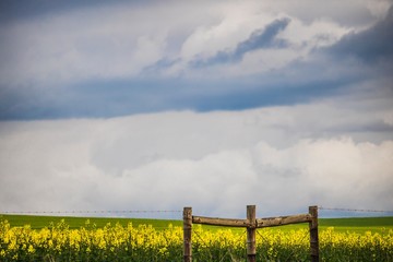 Fence in front of canola flower field on a farm in Caledon, Western Cape, South Africa.