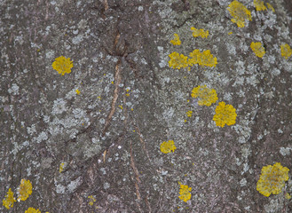 кора дерева с лишайником © solyaris73