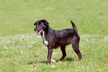 Black collie type dog with white chest, standing side on and ready to play
