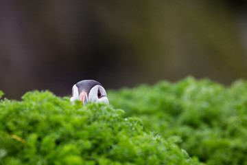 24th May 2015, Pembrokeshire, Wales. An Atlantic puffin appears to be hiding in the foliage.