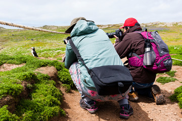 24th May 2015, Pembrokeshire, Wales. Pair of  tourists photographing an Atlantic puffin at close range.