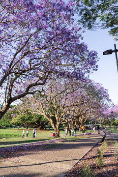 Nice path under jacaranda trees