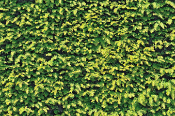 Green leaves