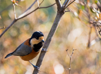 Grey orange bird standing on a twig in Tokyo Japan