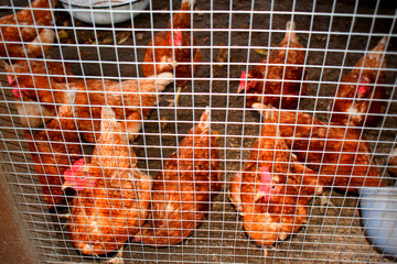 chicken coop © tanzelya888