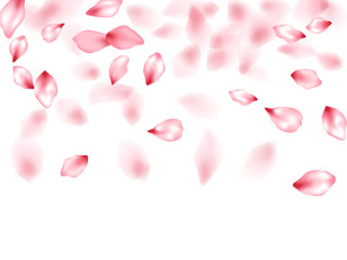 Pink sakura flower flying petals isolated on white vector background.