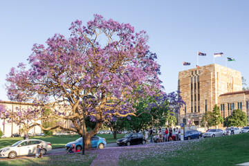 Students pose for photos underneath blooming jacaranda trees at the University of Queensland