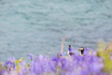 Obraz premium 24th May 2015, Pembrokeshire, Wales. Pair of Atlantic puffins against bluebell foreground.