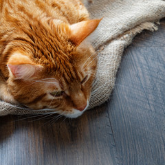 Large cat, copy space
