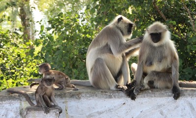 Affen in Indien