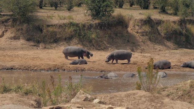 Male Hippos Attack Each Other During Mating Season On The Mara River In Africa