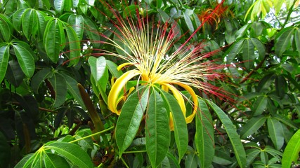 Brazil plant 