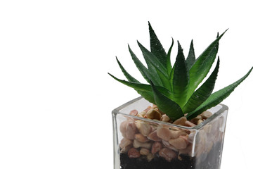 Mini cactus in square glass pot with mini stones