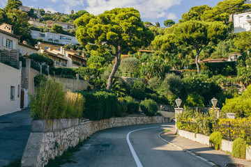 Green trees in Nice Plum bushes and palm-colored color on the road