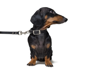 cute dachshund dog, black and tan, waiting and begging to go for a walk with owner,   pull the leash, isolated on white background