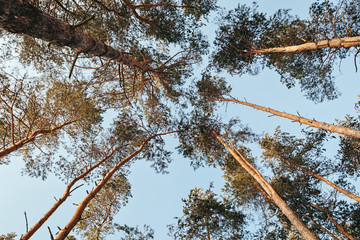 tall long pins in the forest. Nature composition