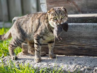 Cat bears mouse. Animal with prey, portrait
