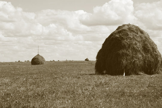 Haystacks on the meadow