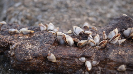 Sea shells mollusks snails fixed on rocks at the sea side