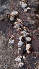 Sea shells mollusks snails fixed on rocks at the sea side