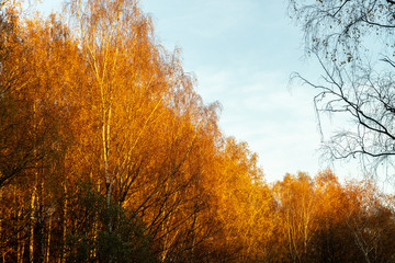 Nature Gold autumn forest