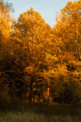 Gold autumn forest