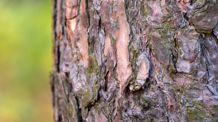 wood bark texture background