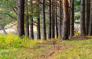 path at Autumn forest
