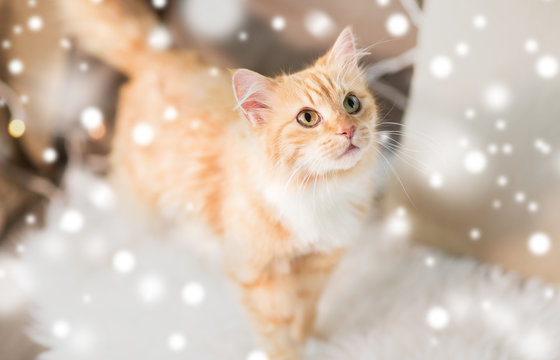 pets, christmas and hygge concept - red tabby cat on sofa with sheepskin at home in winter over snow