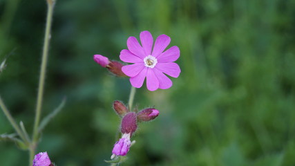 Obraz premium British Wildflower