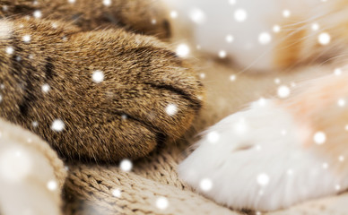 pets, winter and hygge concept - close up of paws of two cats on blanket over snow
