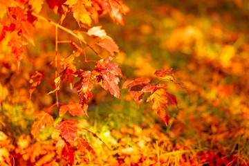 Naklejka na ściany i meble golden autumn foliage in a city park