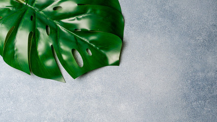 Monstera leaf on gray stone background. Tropical plant monstera in hard light. Copy space for text. Creative layout monstera leaves decorating for composition design, wallpaper. Banner