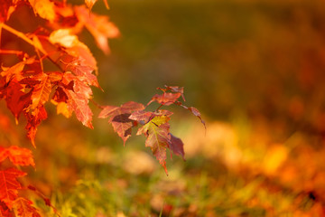 Naklejka na ściany i meble golden autumn foliage in a city park