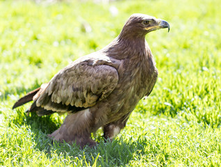 Portrait of an eagle in a park