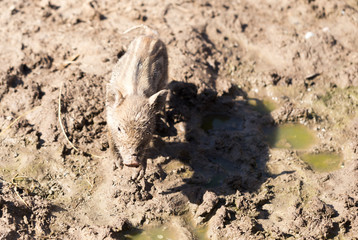 Little pig in the mud