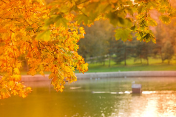 Fototapeta na wymiar golden autumn foliage in a city park