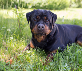 A portrait of a thoroughbred dog in nature