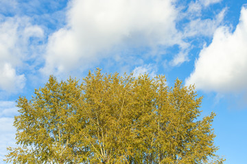 golden autumn foliage in a city park