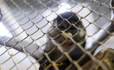 Monkey in a cage in a zoo