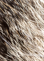 Hair on the cat as a background