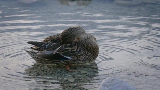 Wild duck cleans feathers in the evening lake